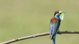 Bluethroated beeeater 蓝喉蜂虎 [upl. by Eidnak886]