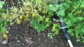 Spraying Gooseberry Sawfly with Nematodes [upl. by Nedle955]