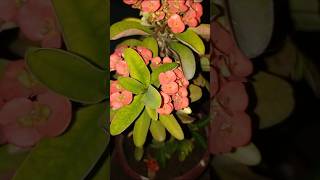 euphorbia milii plant growth Greenshine210 [upl. by Lark]