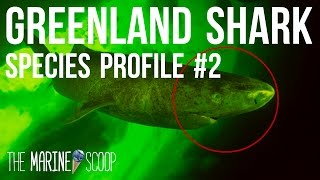 GREENLAND SHARK  Shark Profile 2 [upl. by Nerret]