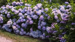 How to Deadhead Hydrangeas [upl. by Bar178]