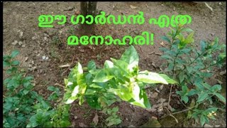 Greenery FloraAlpamAashwasam [upl. by Ahsenrat]