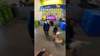 Dogs with Jobs dogtraining [upl. by Nnaeiram]