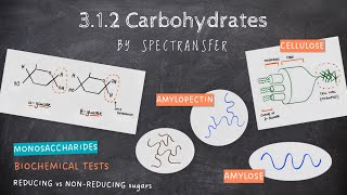 EASY REVISION AQA Alevel Biology 312 Carbohydrates by SpecTransfer [upl. by Marceau]