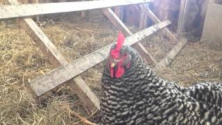 Barred Rock Hen Clucking [upl. by Ahsiekam]