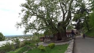 Platanus orientalis in Telavi Georgia [upl. by Adleremse29]