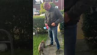 NIEUWE HOND  VLOG SHORT [upl. by Ylirama375]