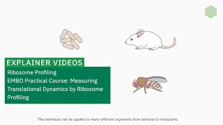 Ribosome Profiling [upl. by Lacym508]
