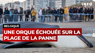 Une orque mâle s’échoue à la Panne  RTBF Info [upl. by Borg311]