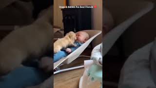 Dog and babies love kidschannel doglover animalshorts [upl. by Brebner222]