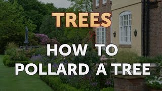 How to Pollard a Tree [upl. by Rawley]