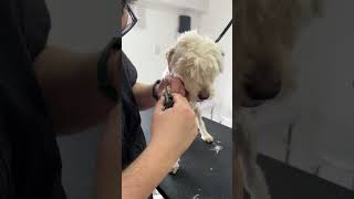 Mira cómo una peluquería canina puede cambiar la vida de un perrito [upl. by Violante]