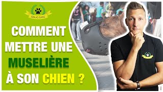 COMMENT METTRE UNE MUSELIÈRE À SON CHIEN [upl. by Hasila]