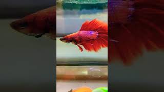 Fire Betta Fish  Long Fins Fire Betta Fish  bettafish shorts betta [upl. by Haimaj590]