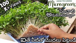 Microgreens  How to grow microgreens at home  Microgreens growing  Moong dal microgreens [upl. by Corbet]