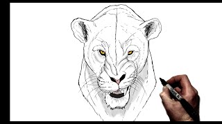 How to Draw A Snarling Lioness  Step By Step [upl. by Fawnia]