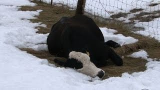 Thousands of cows killed in early SD blizzard [upl. by Nosam]