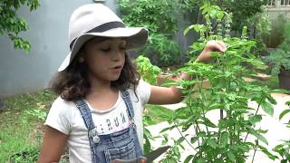 Zoe healthy garden  Kids herbal and home gardening Basil [upl. by Idnib]