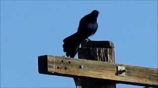 Greattailed Grackle quotpoopootquot song [upl. by Olinde]