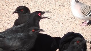 Chuffed about Choughs ◔‿◔ [upl. by Jackquelin2]