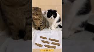 Funny Cat Mind Voice cat funny comedy shorts shortsfeed animals funnycat funnyanimal [upl. by Atsylac407]