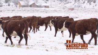 The American Rancher featuring The American Hereford Association January 2017 [upl. by Assiled]