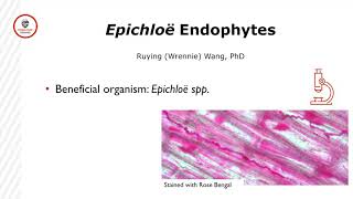 Endophytes in Turfgrass [upl. by Ware]