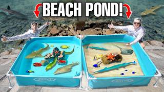 TIDE POOL SALTWATER PONDS With SEA CREATURES Found In BEACH ROCKS [upl. by Godric]