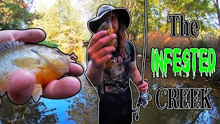 Fly Fishing Vs Spin Fishing an INFESTED Creek [upl. by Bor]