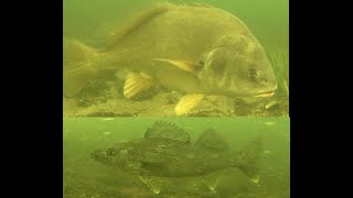 Hogback Reef Lake Champlain Vermont [upl. by Ailes]