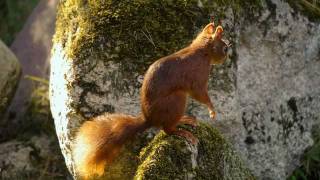 Red Squirrel or Eurasian Red Squirrel Sciurus vulgaris  Eichhörnchen 08 [upl. by Koy]