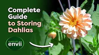 Complete Guide to Overwintering Dahlias Lifting Storing amp Care Tips [upl. by Ardnasac766]