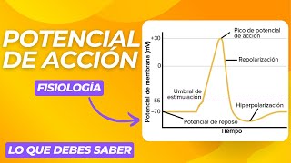 LO QUE DEBES SABER DEL POTENCIAL DE ACCION✔  FISIOLOGIA CELULAR [upl. by Aerona]