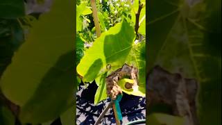 Overwatering amp Underwatering Fig Trees fig figtree figboss gardeningtips fruittrees [upl. by Ferrick]