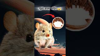 You never seen Rat temple in India 😱  facts factshorts factsinhindi shorts trending [upl. by Xever]