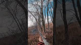 Easiest pheasant hunt ever pheasants pheasanthunting benelli wisconsin huntingseason [upl. by Ahsiek]