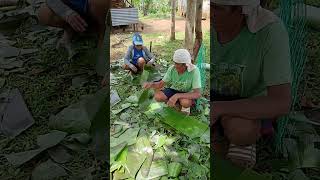 Banana leaves use for cooking bibingka [upl. by Nihi706]