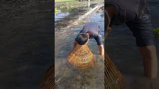 Amazing polo fishing trap Best polo fishing Fishing by polo shorts shortsvideo fish [upl. by Htiduy]