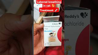 Labored breathing in cat 🐈 Treatment of cat breathing problem cat cats catlover cute pets [upl. by Asserak]