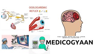 The Ocular Cardiac Reflex  What Is It [upl. by Hamirak]