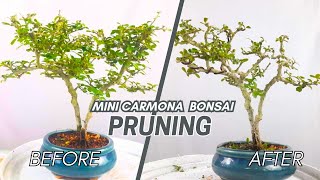 Mini Carmona Bonsai Refining  Carmona Bonsai  Bonsai Pruning bonsai pruning garden bonsaitree [upl. by Anitap]