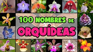 100 BELLAS ORQUÍDEAS con su NOMBRE CIENTÍFICO para IDENTIFICARLAS [upl. by Capello77]