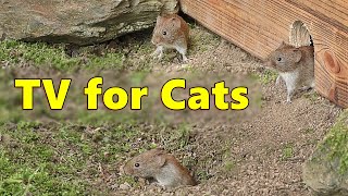 Cat TV  Mice Videos for Cats to Watch Extravaganza 🐭 Mouse Fun [upl. by Hilly]