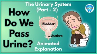 How Do We Pass Urine  Urinary System Part 2  Explained in Hindi  Insight Human [upl. by Aek]