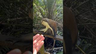 Getting close to the monkeys at Lekki Conservation Centre in Lagos Nigeria 🇳🇬 [upl. by Creighton618]