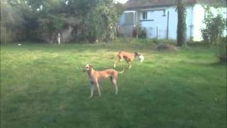 jeux de chiens galgos [upl. by Hgielime]