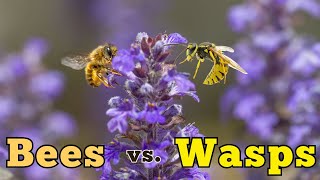 Difference Between Bees and Wasps Which One is Friendlier [upl. by Ilenna]