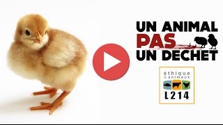 Broyage des poussins dans un couvoir en France  2014 [upl. by Elum]