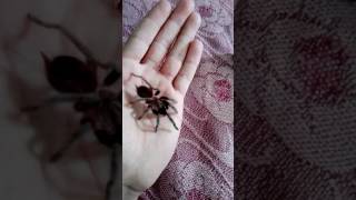 Brachypelma vagans perfecta para principiantes [upl. by Ottilie]