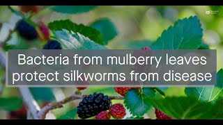 Mulberry leaves harbor antifungal bacteria that protect silkworms from disease [upl. by Oirrad492]